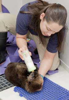 otter feeding