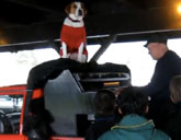 Mo the dog sits on top of a piano