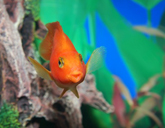 goldfish