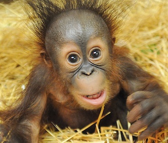 Six-month-old Bornean orangutan Kecil has a new surrogate mom at Chicago's Brookfield Zoo.