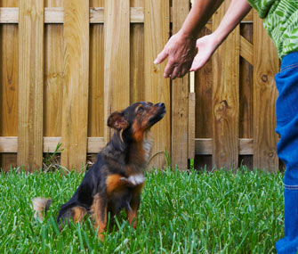 Owner greeting dog