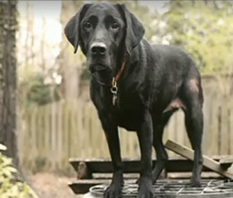 Red the search and rescue dog