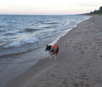 A Border Collie patrols a Lake Michigan beach as part of a study on reducing E. coli contamination.