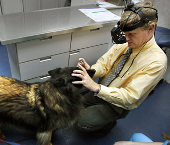 Dog Eye Exam