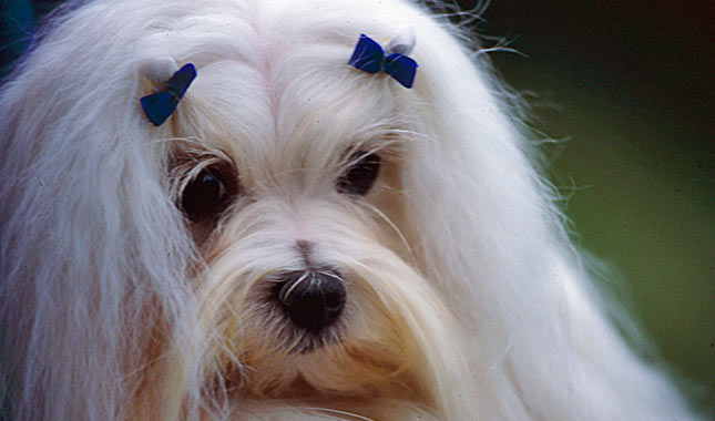 Maltese Breed Information
