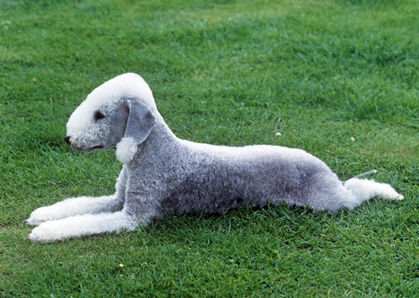 dog breeds westminster