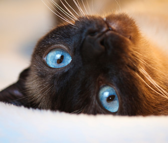 Blue-Eyed Kitten