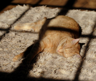 Cat Sunbathing