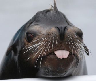 Sea lion Osborne survived Hurricane Sandy at the heavily damaged New York Aquarium.