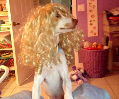 Dog Wearing Wig