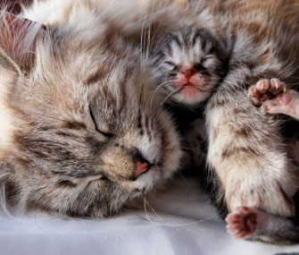 how much do baby kittens sleep