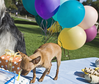 Dog party