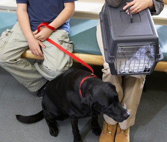 Cat and dog at vet