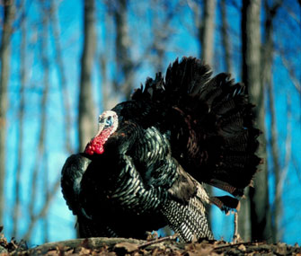 Turkey