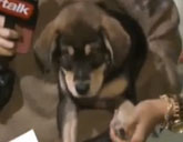 Selena Gomez's puppy Baylor