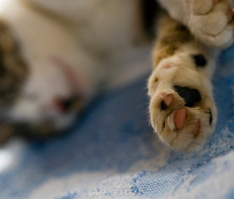 Cat Paw