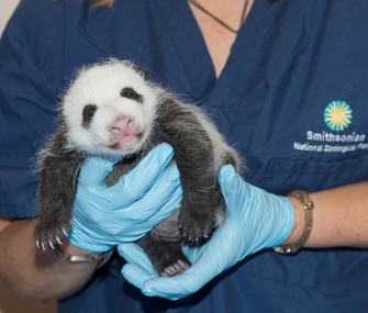 Fans of the National Zoo's Panda Cam won't get to see the famed baby girl if the government shuts down.