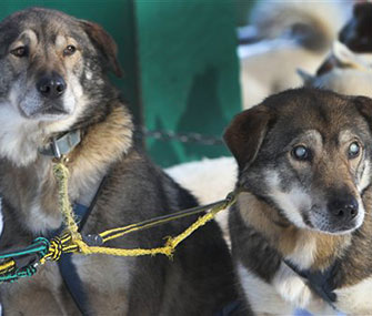 Poncho, left, helps guide his blind brother, Gonzo, right.