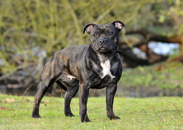 Meet The Mighty Members Of The Terrier Dog Group Photo Gallery