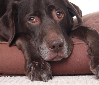 Sad dog