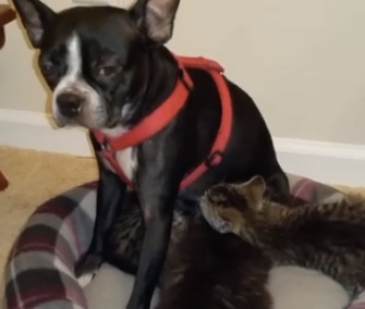 Memory, a Boston Terrier, adopted and nursed four orphaned kittens.