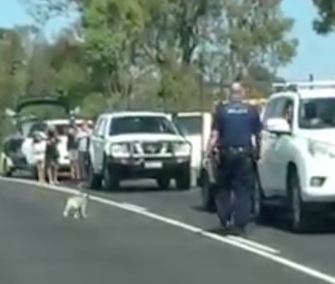 A koala wanders in the middle of Brisbane Valley Highway in Australia.