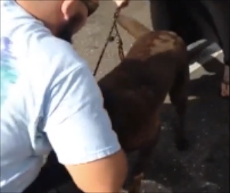 A Florida man smashed a truck window in the parking lot of the Largo Mall because he thought the dog inside was overheating.