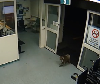 A wayward koala is captured on video as it wanders into an Australian hospital.