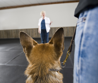 Dog and owner at the trainer