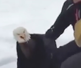 A wildlife photographer and her boyfriend came to the rescue of a trapped bald eagle.