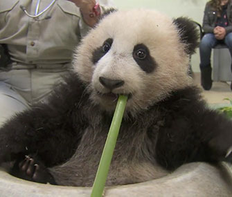 Xiao Liwu plays during his 19th exam at the San Diego Zoo.