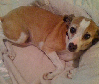 Old Man Doug in Bed