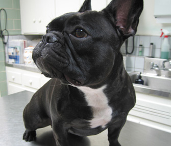 French Bulldog at the Vet
