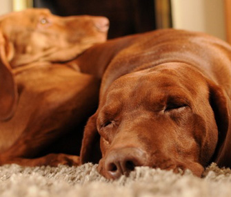 Two dogs lying together