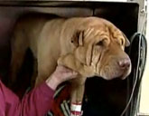 Rusty the dog fell into Canobie Lake in New Hampshire.