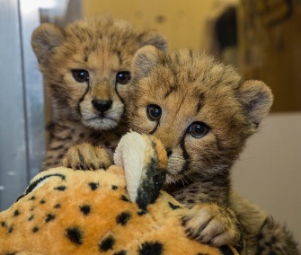 Twin cheetah cubs are being hand reared at the San Diego Zoo Safari Park.