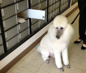 Max the poodle at post office