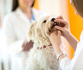 Dog at Vet