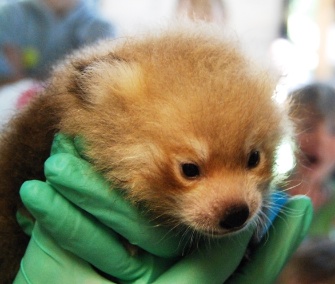 A male red panda cub is being hand reared at the Sacramento Zoo.