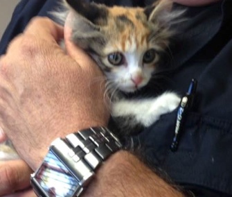 Freeway the kitten was rescued by Fort Worth police officers.