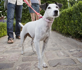 Dog being walked on a leash