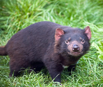 Tasmanian devils threatened by cancer