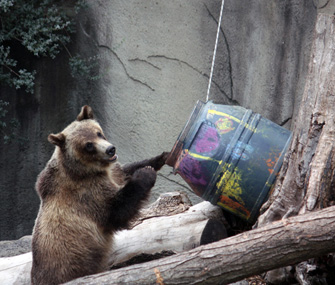 grizzly bear playing at the zoo