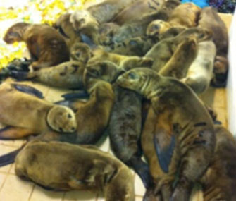 Dozens of sea lions are being cared for at the Pacific Marine Mammal Center in Orange County, Calif.
