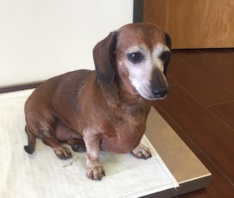 Vincent, here at his last weigh-in, only has a pound and a half left to lose.
