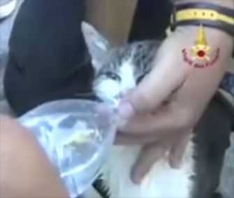 Firefighters pulled a cat from the rubble of her home, almost six days after an earthquake.
