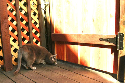 catio cat