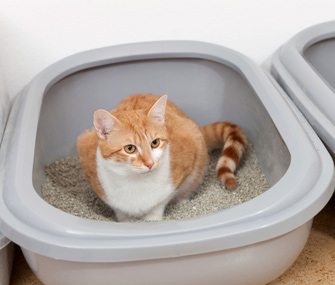 Cat in litterbox