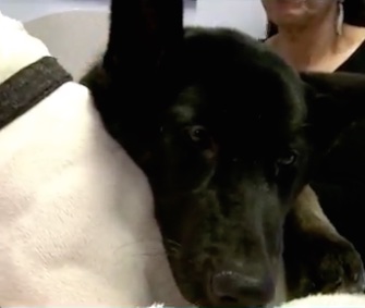 Thor, a sweet Shepherd puppy, cuddles with his friend Petunia.