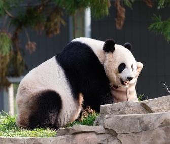 Mei Xiang, here in April, is spending her days inside the closed panda house while her keepers are on cub-watch.